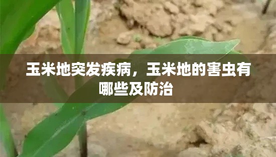 玉米地突发疾病,玉米地的害虫有哪些及防治
