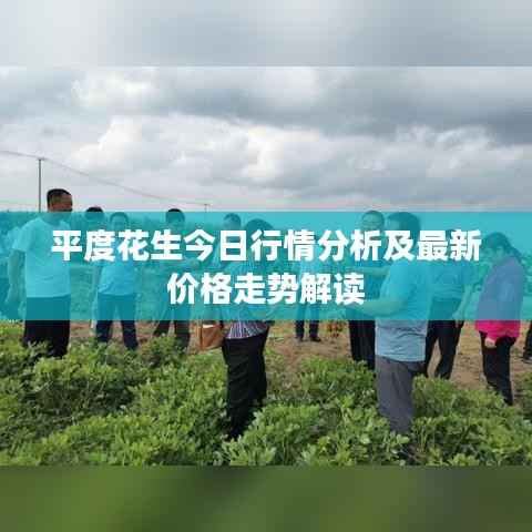 平度花生今日行情分析及最新价格走势解读