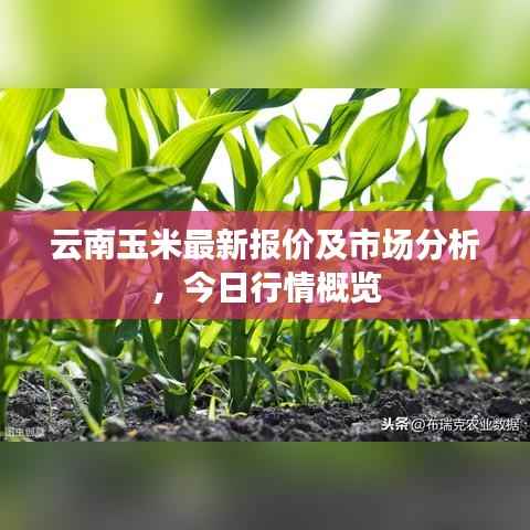 云南玉米最新报价及市场分析,今日行情概览
