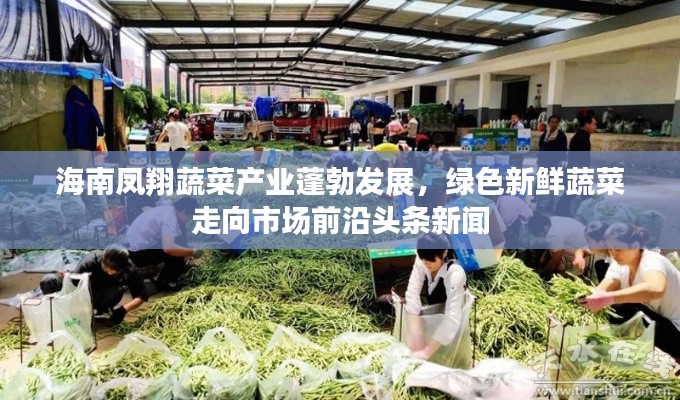 海南凤翔蔬菜产业蓬勃发展,绿色新鲜蔬菜走向市场前沿头条新闻