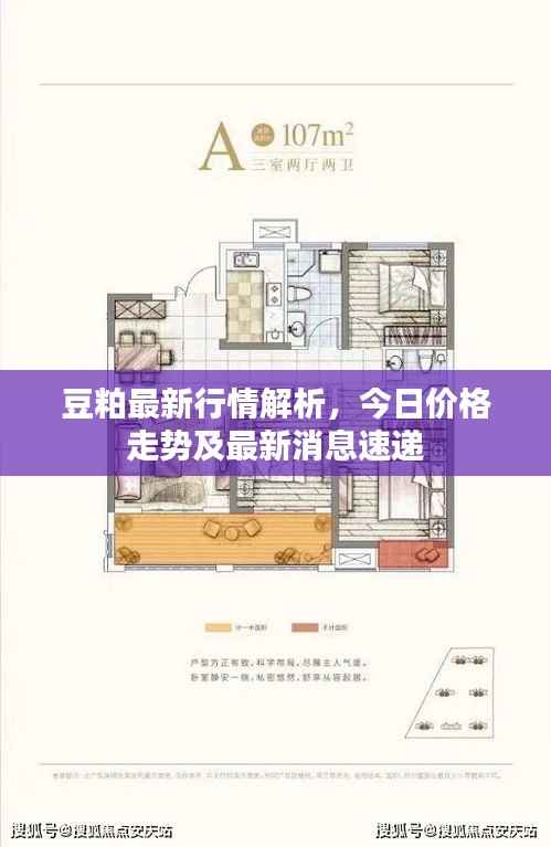 豆粕最新行情解析,今日价格走势及最新消息速递
