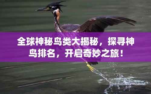 全球神秘鸟类大揭秘,探寻神鸟排名,开启奇妙之旅!